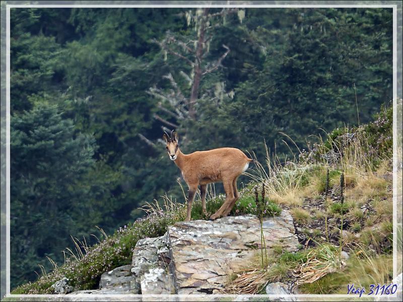 Isards - Artigue - 31