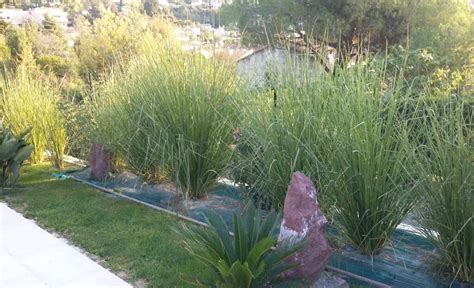 Lutter contre l'érosion des sols, terres avec le Vetiver - VETIVER CONSEIL