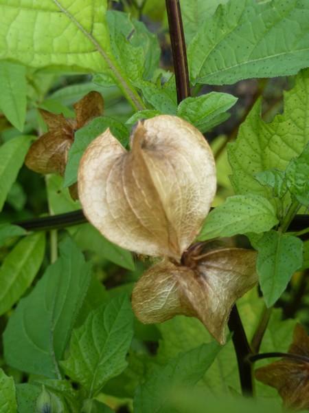 Nicandra ...