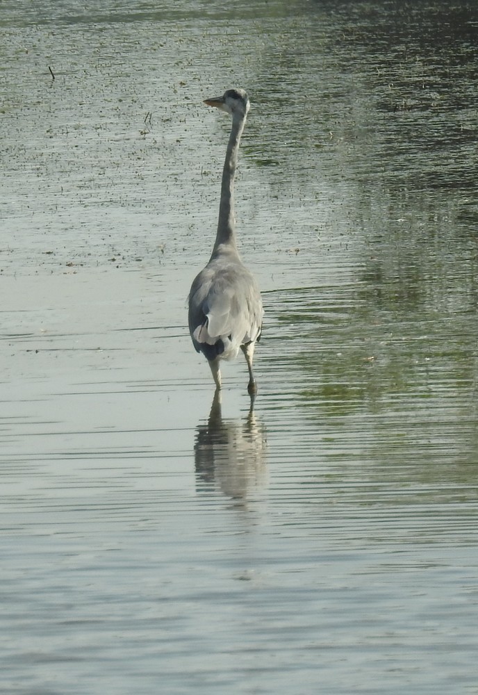 Le héron au long bec - juillet 2019...