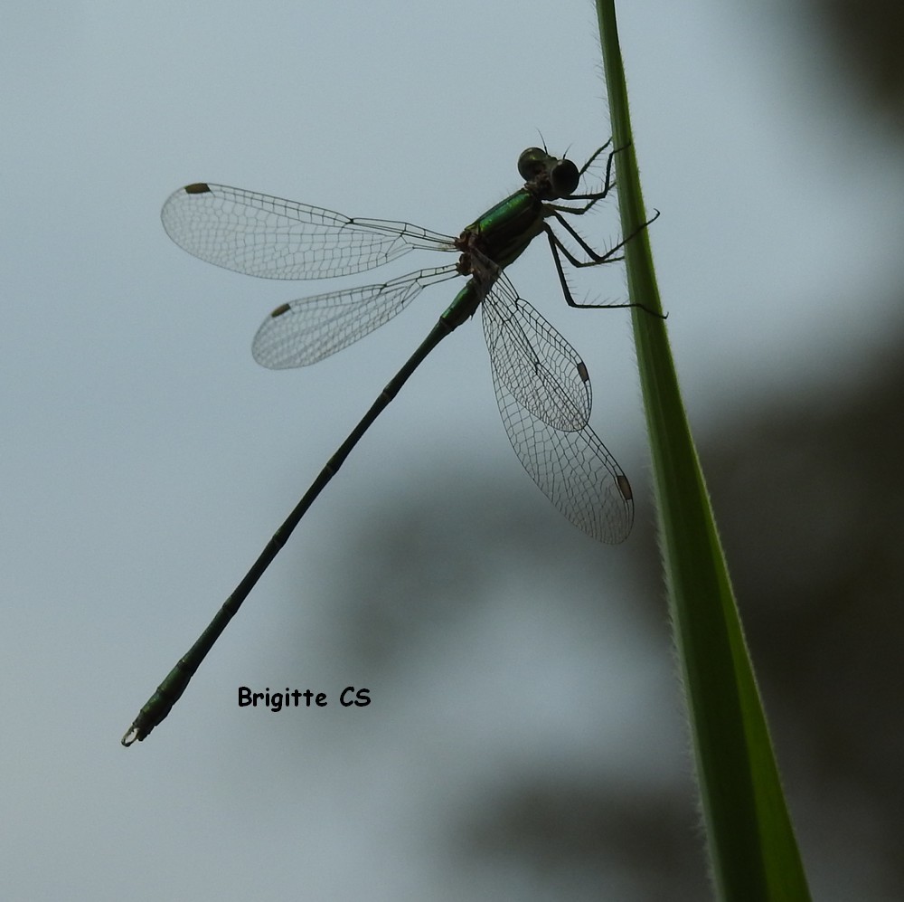 Belle rencontre avec une libellule...