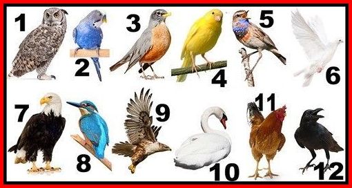 Ton Oiseau