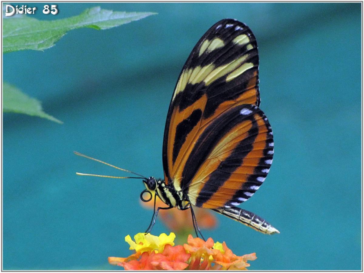 Oeil du Tigre (2) - Heliconius ismenius