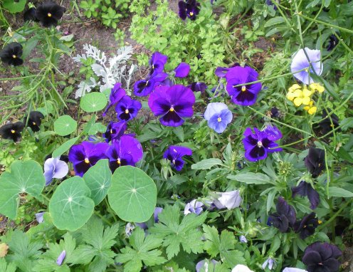 Image71