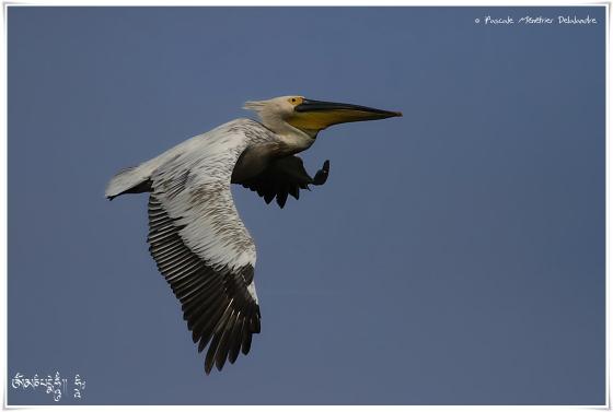 Pélican dans le ciel de Camargue