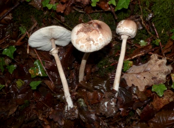 "Le champignon", une conférence de Marie-Geneviève Poillotte