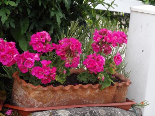 Des fleurs et des couleurs du coté de SaintSébastien (Piriac)