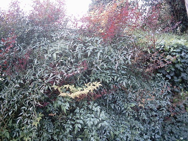 lejardindejeanmarieNandina1.jpg
