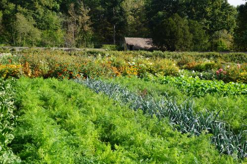 Saint Jean de Beauregard : De la terre à la table