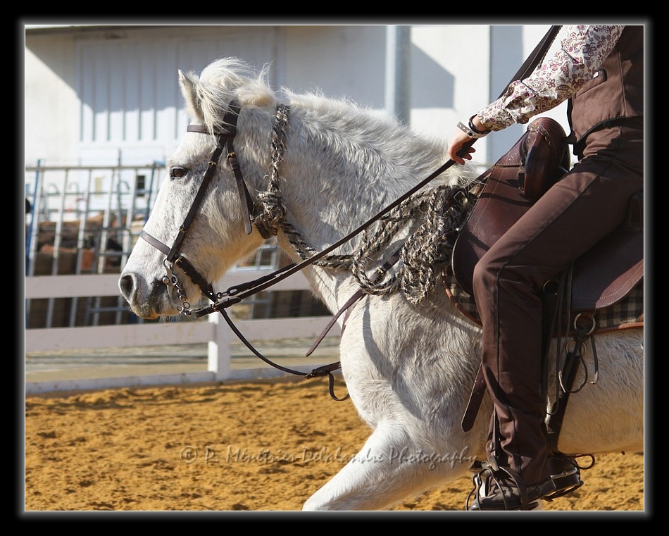 Equisud 2011 - En Camargue...