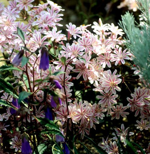 Fleurs cultivées : Lewisia