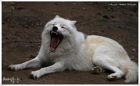 Loups arctiques (Canis lupus arctos)