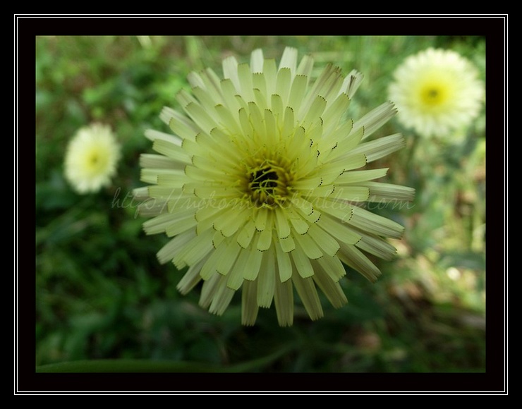 Fleurs soleils...