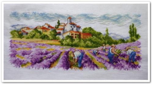 Champ de Lavande fin