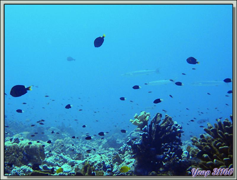 Plongée bouteille Passe de Tiputa : Baracudas (ou grandes bécunes) - Rangiroa - Tuamotu - Polynésie française
