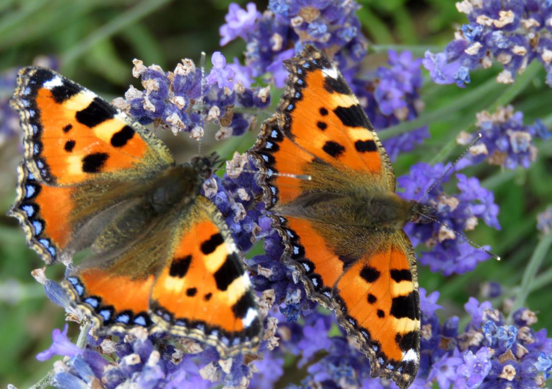 un papillon ... et deux !