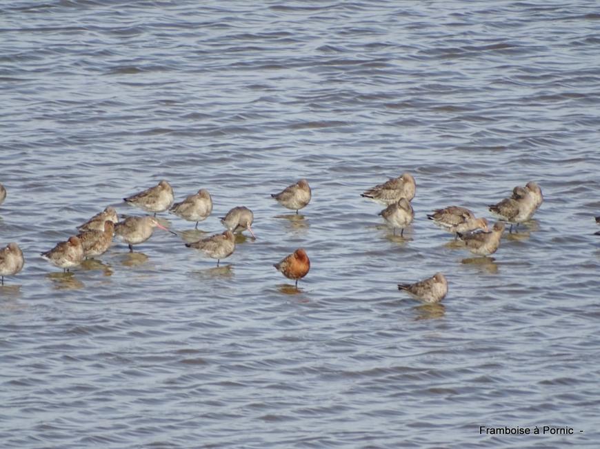 Les oiseaux du Marais de Mullembourg à Noirmoutier - mars 2019