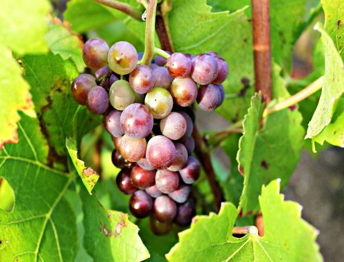 Le club-photo dans les vignes...