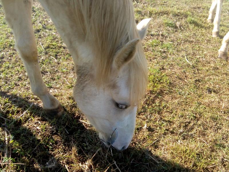ce Samedi j'ai rendu visite aux chevaux