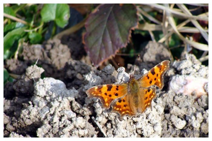 Papillon Robert-le-diable