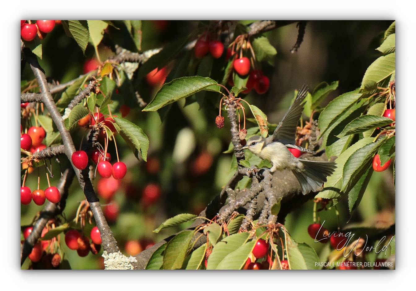 Le temps du partage des Cerises...