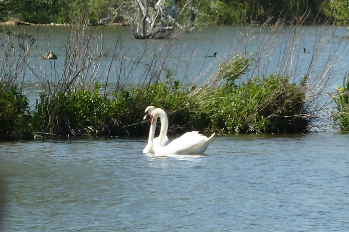 e cygne ...