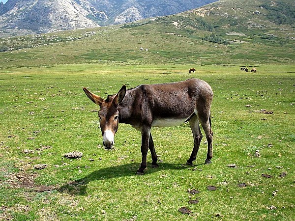 ane-der-copie-1.jpg
