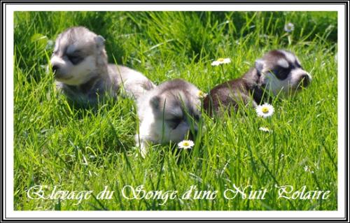 Portée d'Ino (21 avril 2015)