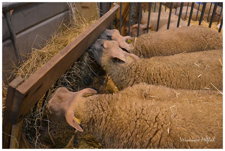 Salon International de l'Agriculture : Le mouton Boulonnais 