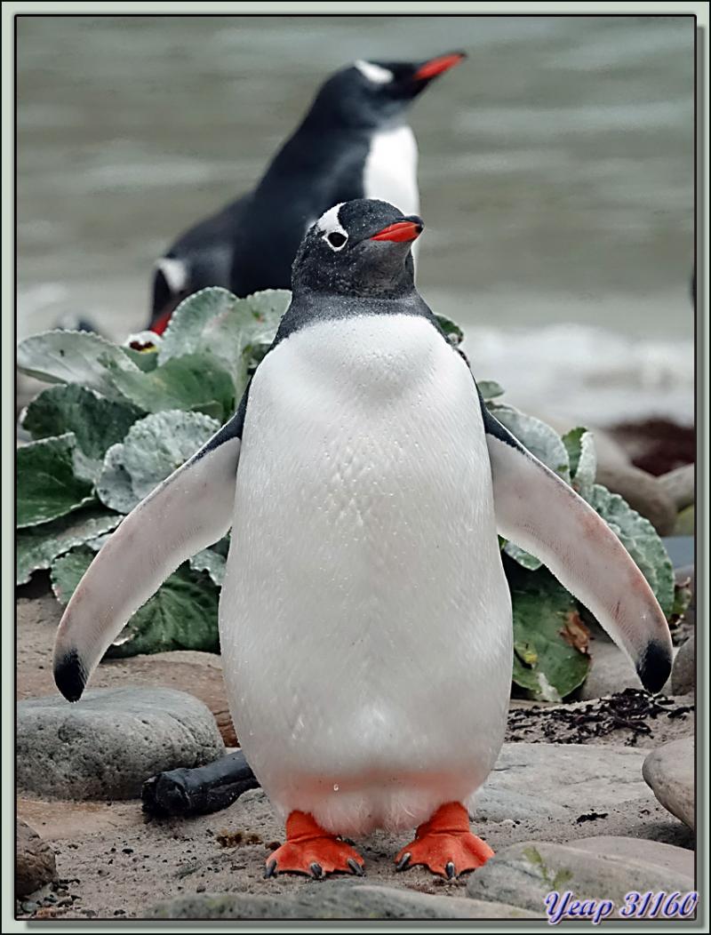 Grave Cove : le domaine des Manchots papous, Gentoo Penguin (Pygoscelis papua) - West Falkland (Malvinas, Malouines) - Grande-Bretagne