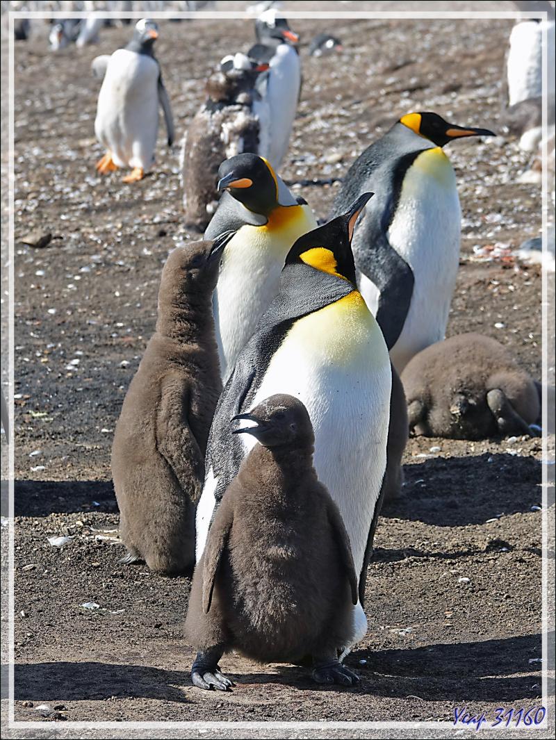 Manchot royal, King penguin (Aptenodytes patagonicus) - The Neck (Le Cou) - Saunders Island - Falkland (Malvinas, Malouines) - Grande-Bretagne