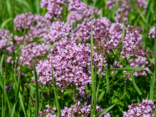 Fleurs cultivées : Marjolaine