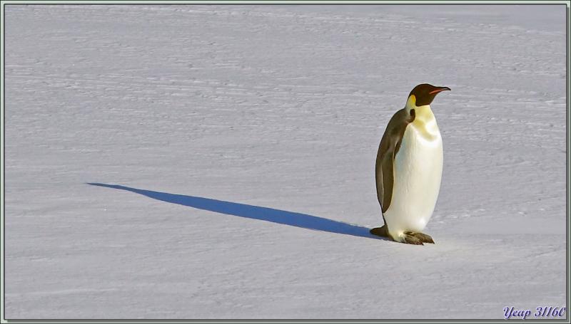 26/03/2022 suite : la matinée va s'achever par une vue sur une barrière d'icebergs sur fond de continent Antarctique, avec des Manchots Adélie, un Manchot Empereur - Cap Colbeck - Mer de Ross