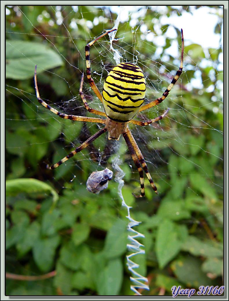 Araignée Argiope frelon, Epeire fasciée (Argiope bruennichi) - Boucou - Sauveterre de Comminges - 31  (Faune)