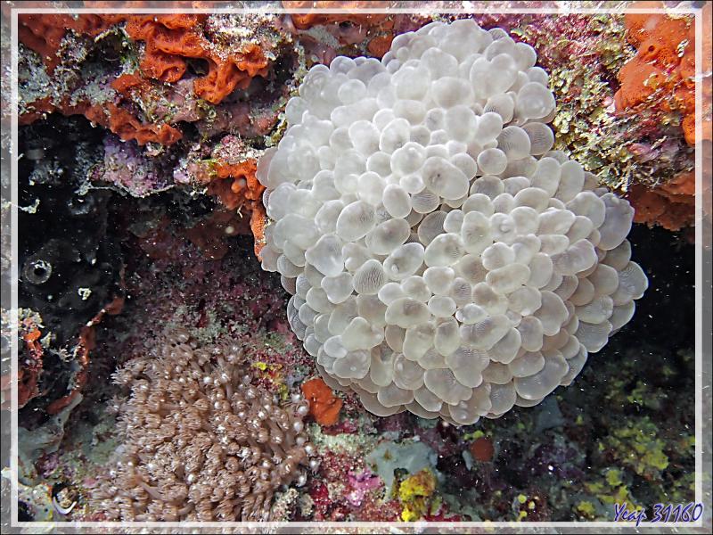 Corail à bulles, Bubble coral, Tipped bubblegum coral, Pearl coral, Grape coral (Physogyra lichtensteini) - Betaniazo - Nosy Tsarabanjina - Nosy Mitsio - Madagascar