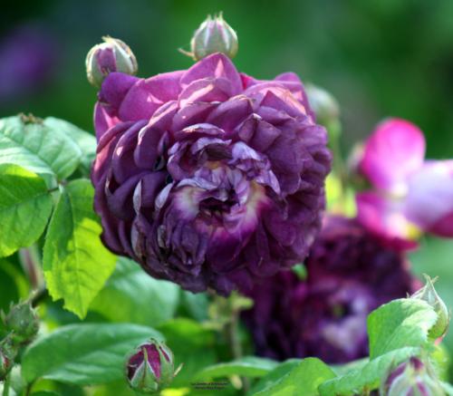 'Cardinal de Richelieu'