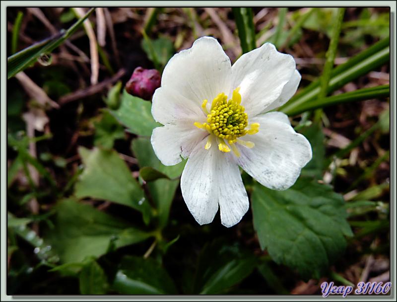 Renoncule à feuilles d'Aconit (Ranunculus aconitifolius) - Saint-Martin-en-Vercors - 38  (Flore) 