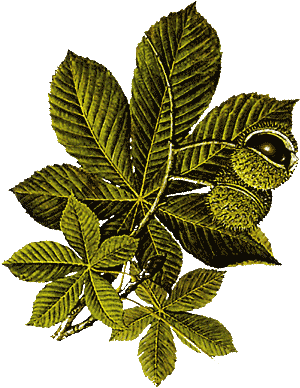 Vertus médicinales des arbres : MARRONNIER D'INDE