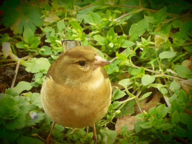 "Visites au jardin" ...