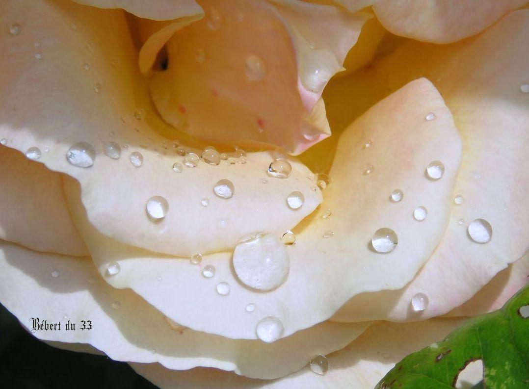 Roses jaune au jardin