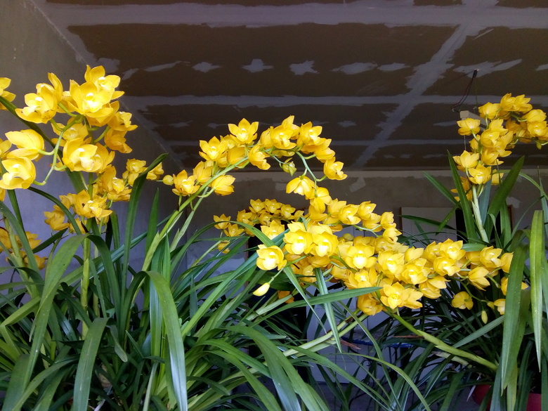 un orchidée très spécial,qui fleuri en ce moment