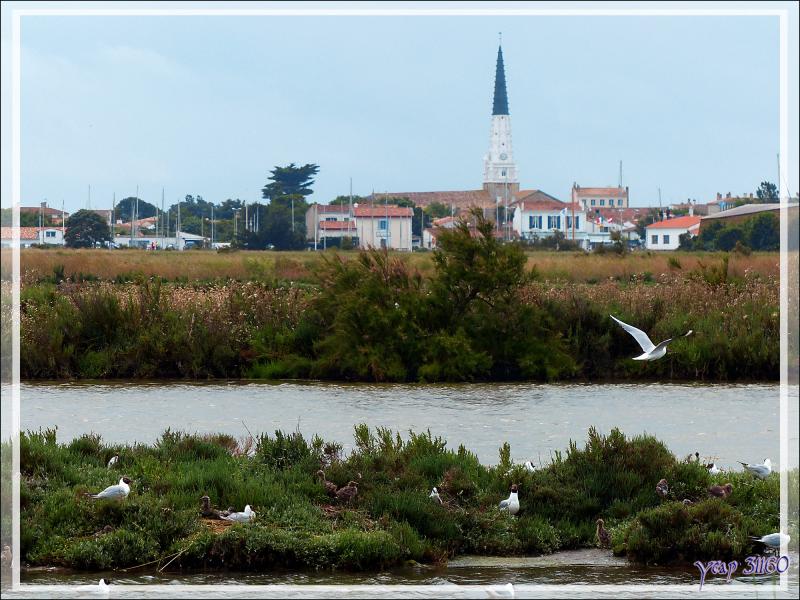 Zone de nidification d'une colonie de Mouettes rieuses - Ars-en-Ré - Île de Ré - 17
