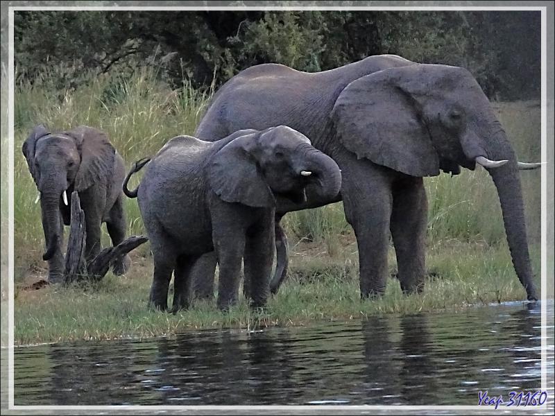 Le troupeau d'éléphants se renforce et se dirige vers la zone servant d'abreuvoir - Fleuve Zambèze - Zimbabwe