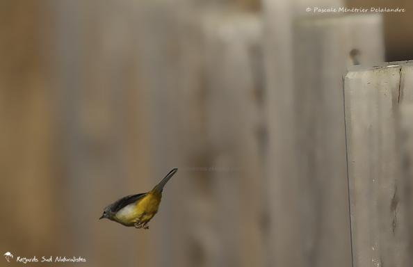 Bergeronnette des ruisseaux