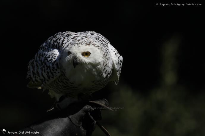 Harfang des neiges - Bubo scandiacus - Snowy Owl