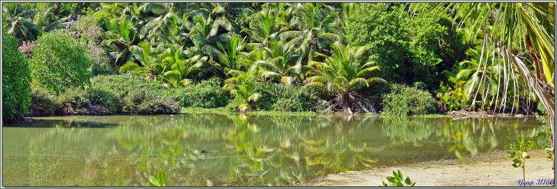 Départ pour une marche dans la forêt, impénétrable hors sentier, vers la Pointe Ramasse-tout et la plage d'Anse Cimetière - Ile Silhouette - Seychelles
