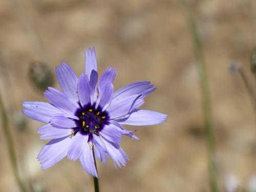 Fleurs du Champsaur (2)
