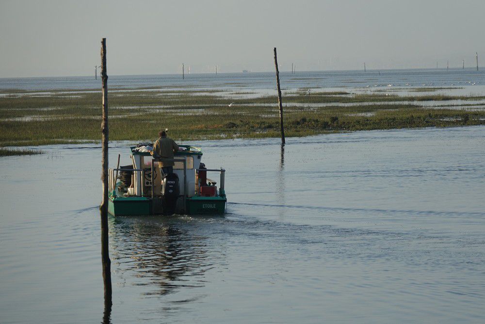 Départ de chalands de parqueurs au matin...