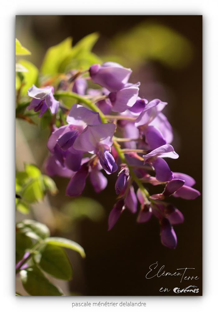 Glycine
