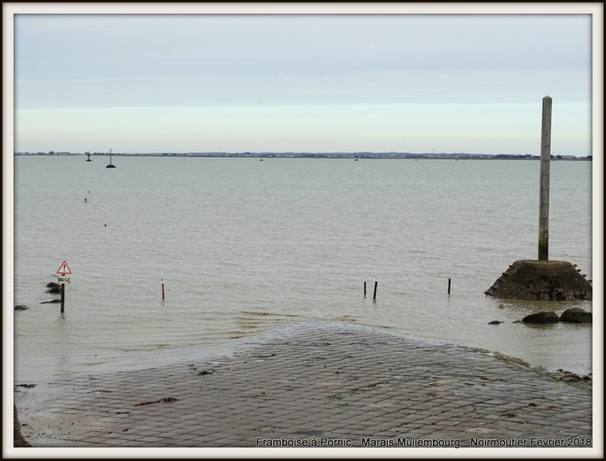 La gente à plumes de Noirmoutier - Février 2018